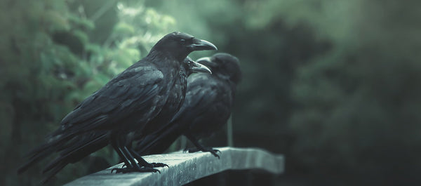 What does the raven head mean in jewelry - Gthic.com - Blog